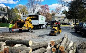 How Our Tree Care Process Works  in  Bean Station, TN